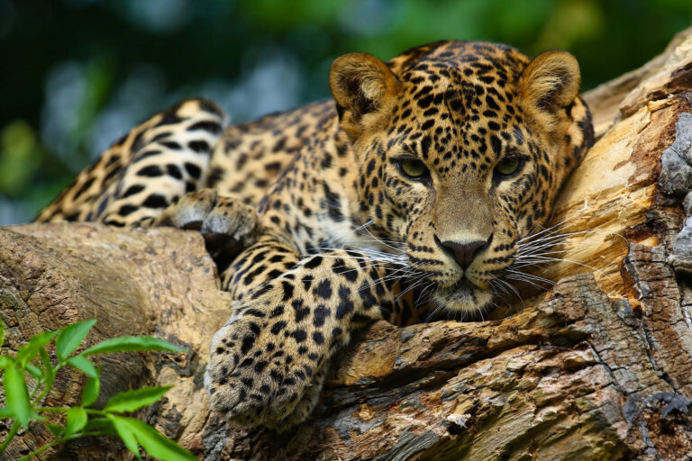 Agresividad del jaguar