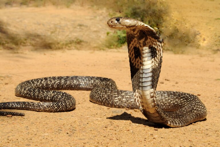 Cobra rey veneno