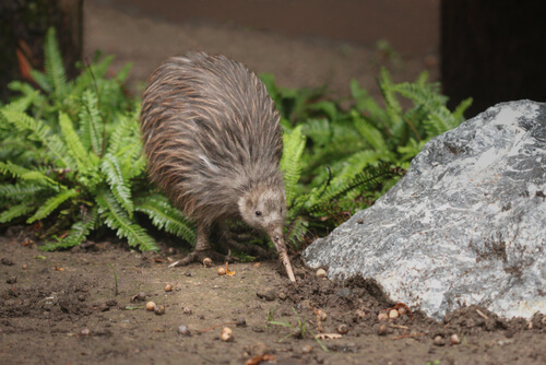 Kiwi: el ave que no vuela