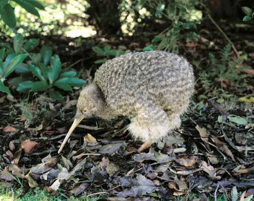 Kiwi: hábitat