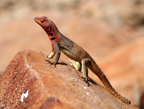 Lagartijas de lava de Galápagos