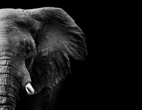 Las guerras afectan a los animales Las guerras afectan a los animales