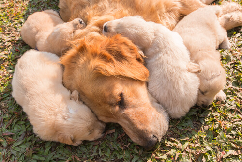 Leche materna de perros