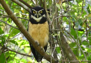 5 animales con anteojos