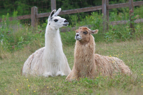 Wie man den Unterschied zwischen Lamas und Alpakas erkennt