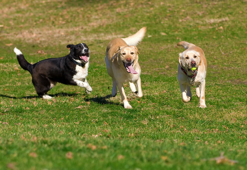 Tre cani che giocano in un parco.