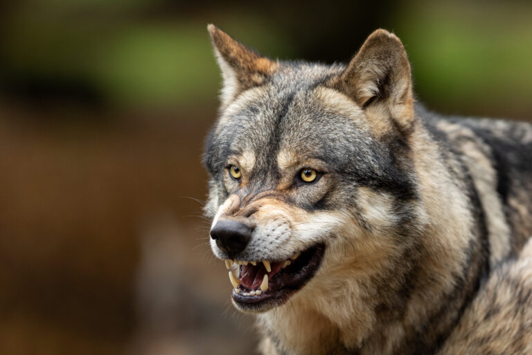 Lobo gris