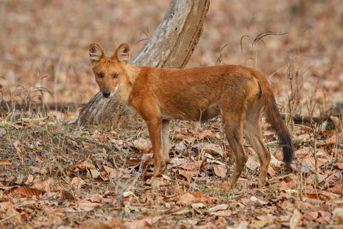 Lobo indio