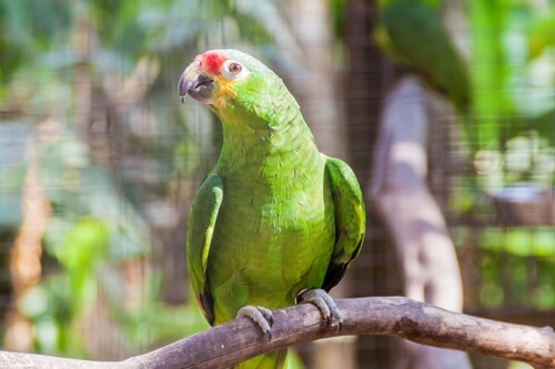 Loro cariamarillo o Amazona autumnalis