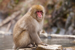 El macaco de cara roja: un curioso primate