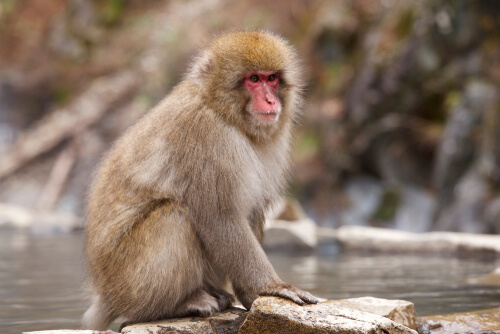 El macaco de cara roja: un curioso primate