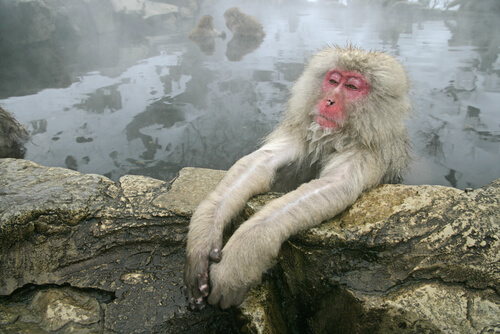 Macaco de cara roja