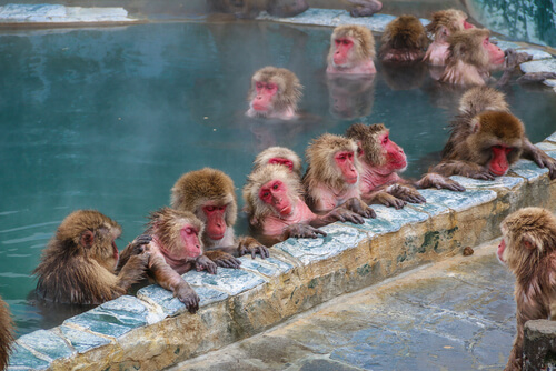 Macaco japonés