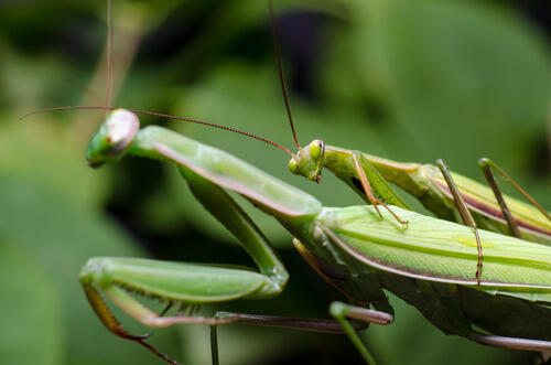 Mantis religiosa: reproduccion