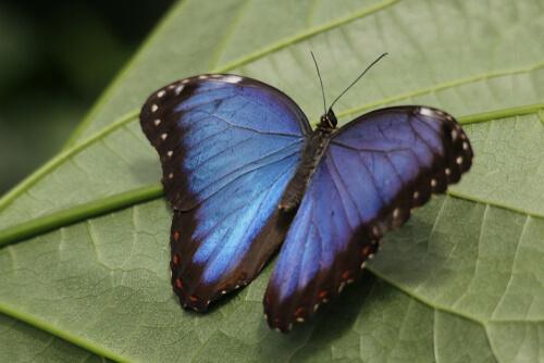 Mariposa morfo azul