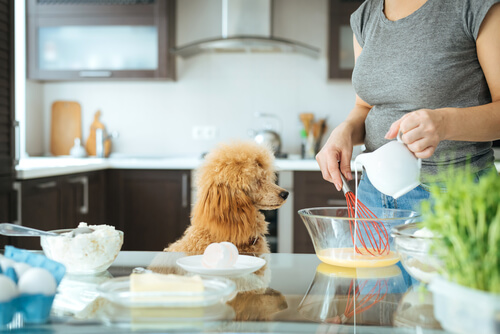 Mascotas en la cocina