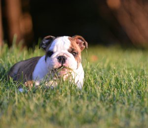 Medicinas naturales para mascotas