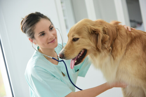 El megaesófago en perros: síntomas y tratamiento
