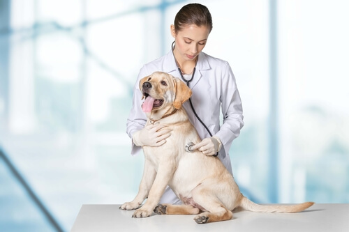 Megaesófago en perros: síntomas