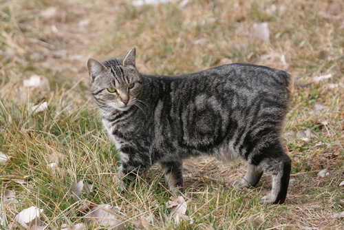 Meningitis en gato