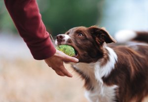 Tips para evitar un perro posesivo con sus juguetes