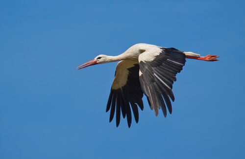 Migración de la cigüeña