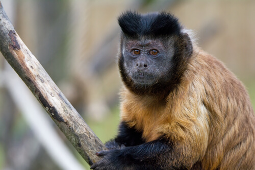 Mono capuchino: amenazas