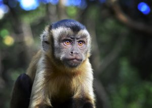 Curiosidades del mono capuchino de cabeza dura