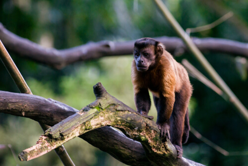 Mono capuchino: herramientas