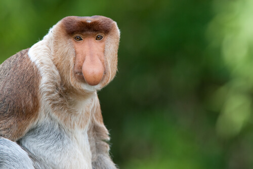 Mono narigudo de Borneo