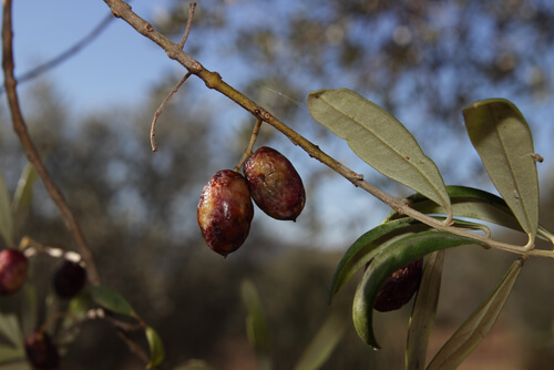 Propiedades de las hojas del olivo como antibióticos para perros