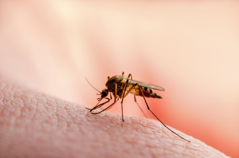 Mosquito y número de muertes en humanos