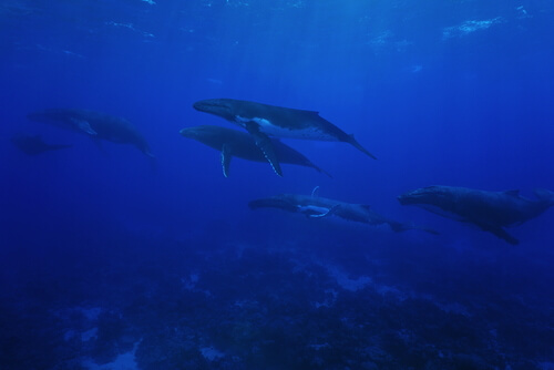 Muchas ballenas juntas