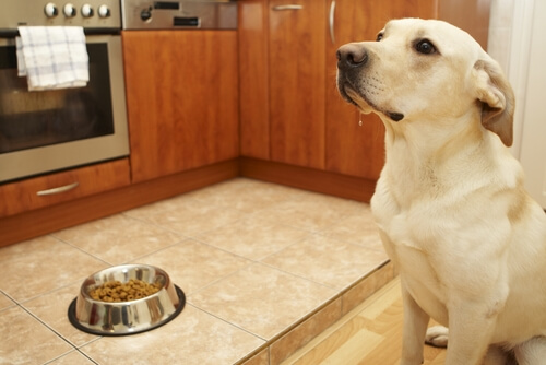 ¿Por qué no debe haber animales en tu cocina?