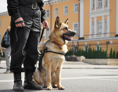 Nombres de perros policías hembras