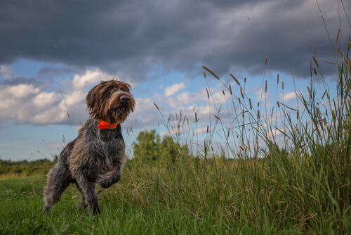 Nombres mitológicos para perros