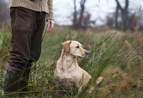 Nombres para perros de caza