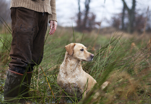 Cuestiones legales en los perros de caza