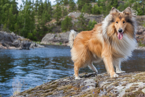 Nombres para perros de pelo largo