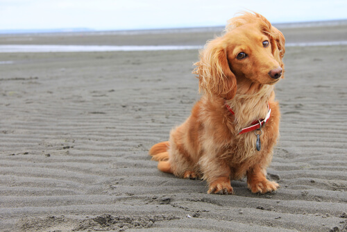 Nombres para perros peludos machos