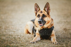 87 nombres para perros policía