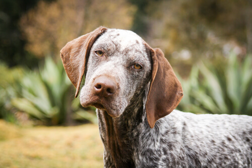 Nombres para perros de artistas