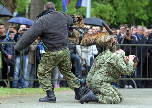 Nombres de perros policías machos