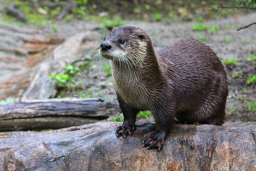 Nutria: mustélido