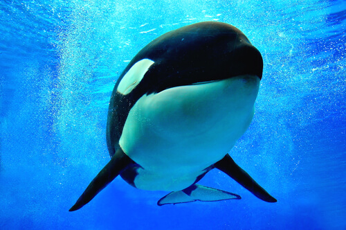 ¿Por qué se le conoce como orca asesina?