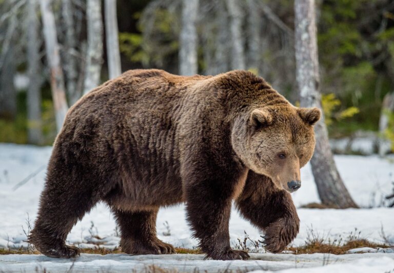 Agresividad de los osos pardos