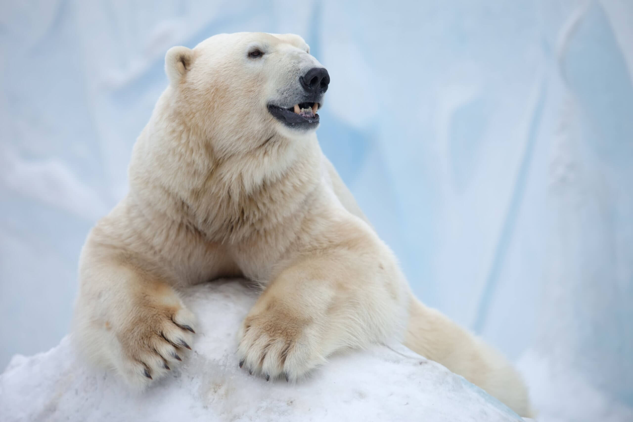 El oso polar es uno de los animales en peligro de extinción. 