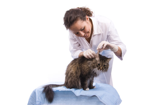 Tratamiento de la otitis en gatos