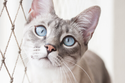 Otitis en gatos: remedios
