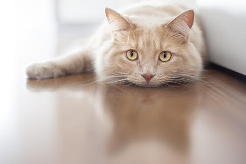 Otitis en gatos: síntomas